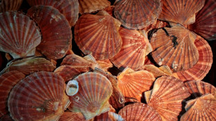 Abondance record pour la coquille Saint-Jacques en baie de Saint-Brieuc