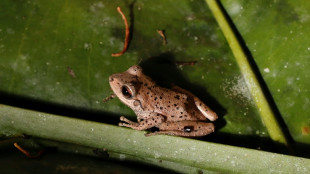 Científicos de Ecuador corren para estudiar nuevos anfibios en riesgo de extinción