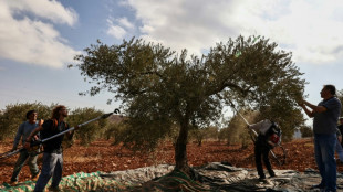 A Gaza et en Cisjordanie, une récolte des olives dans la peur de la guerre et des colons