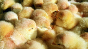 France fails to end culling of male chicks