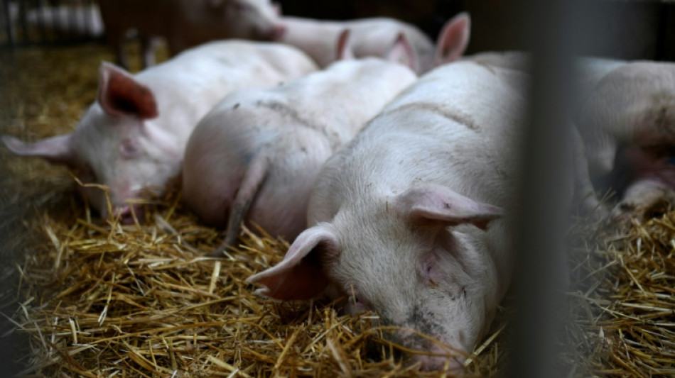 Un foyer de peste porcine africaine dans un élevage en Allemagne, près de la frontière française