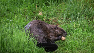 England allows wild beaver releases in 'milestone' for UK nature