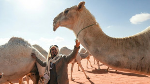 Saudi camel-whisperers use 'special language' to train herd