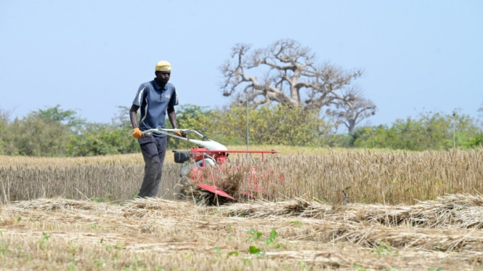 Senegal harvests first experimental homegrown wheat