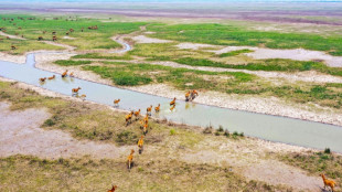 Contre la pollution, la piste des champignons mangeurs de plastique