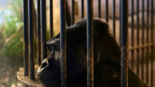 Nouveaux remous autour du dernier gorille en captivité de Thaïlande