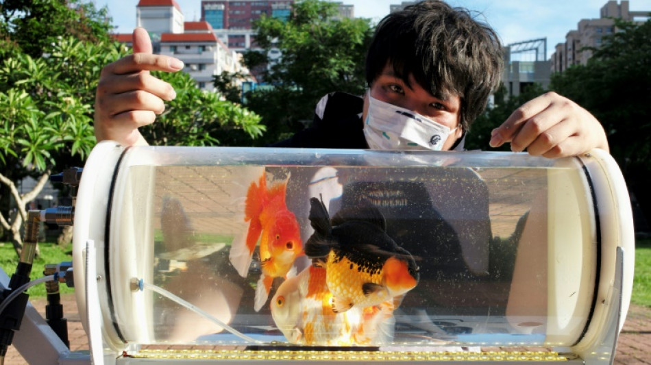 Un taiwanés crea un cochecito para que sus peces "exploren otros mundos"