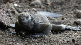 Iguanas se reproducen en isla de Galápagos de donde desaparecieron hace un siglo