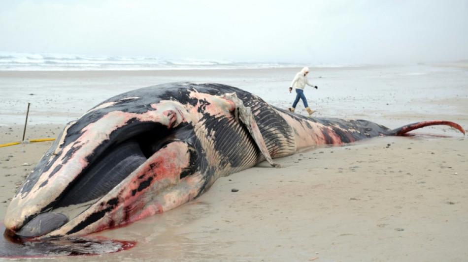 Le rorqual échoué sur l'île de Sein probablement remorqué lors des grandes marées