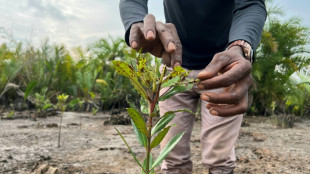 "Redonner vie à nos mangroves": au sud du Nigeria, l’enjeu vital de la préservation des forêts