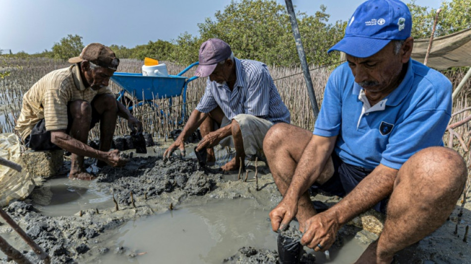 Egypt replants mangrove 'treasure' to fight climate change impacts