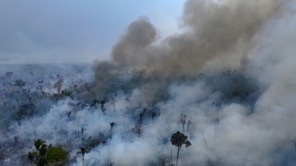 Brésil: la surface végétale brûlée par les incendies a bondi de 79% en 2024