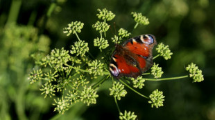 Las mariposas pueden polinizar las flores gracias a la electricidad