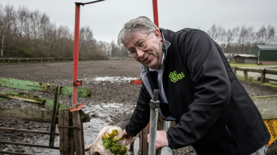 Dutch farmer party hopes to reap election gains