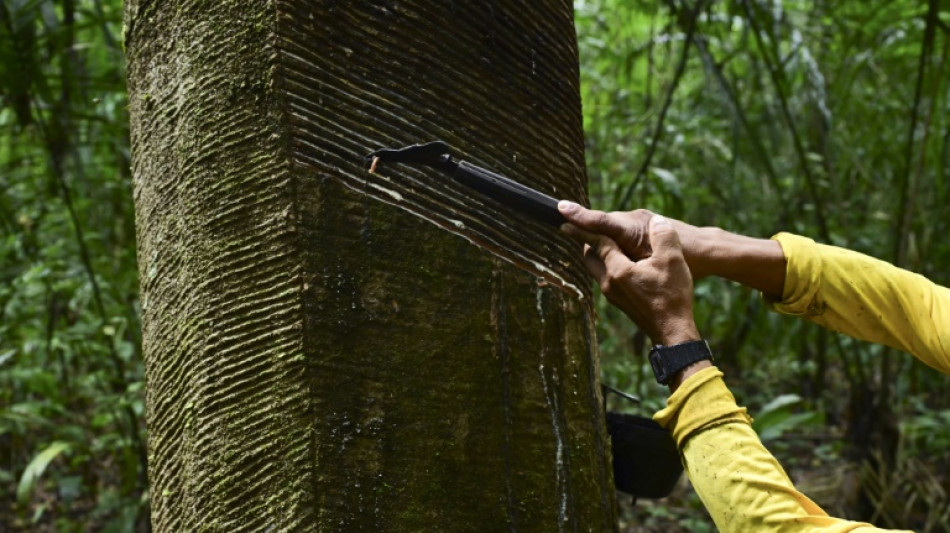 Rubber tappers forge sustainable future in Amazon 