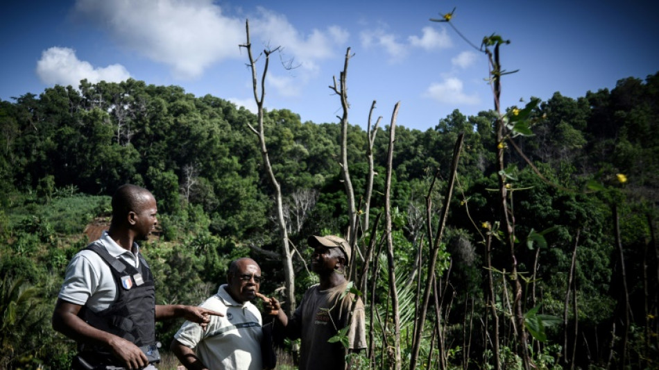 A Mayotte, l'Etat lutte aussi contre la déforestation et les plantations illégales