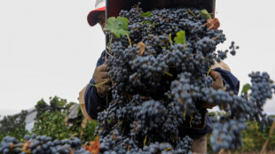 En Argentine, des vendanges sous stress d'une année noire pour la vigne