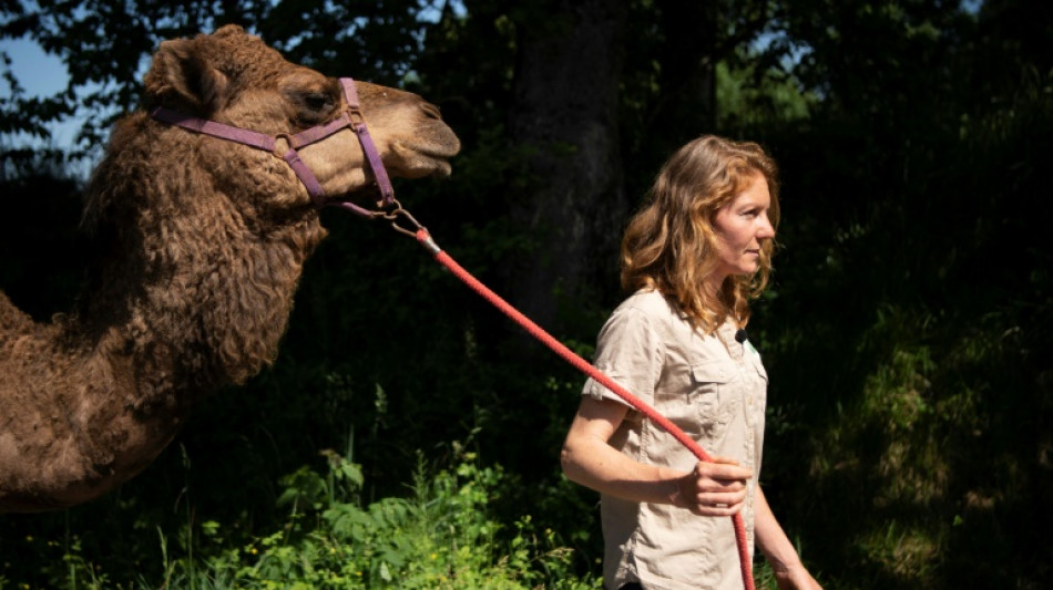 Camille Tessier, tailleuse de pierre devenue éleveuse de dromadaires