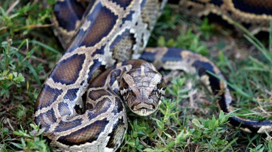 Un python birman de presque 6 mètres de long capturé en Floride