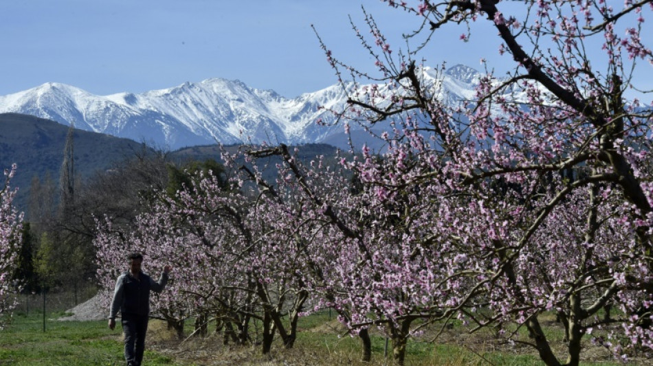 Angoisse d'un printemps à sec pour les agriculteurs des Pyrénées-Orientales