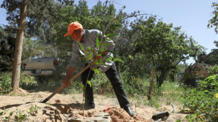 Dans l'ouest de la Libye, déforestation, sécheresse et urbanisation "ont tout détruit"