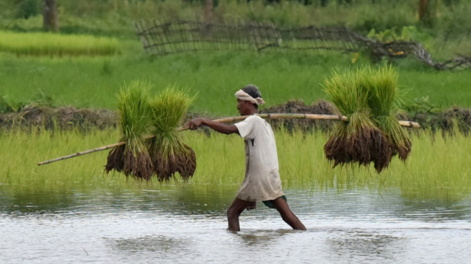 Top rice supplier India bans some exports