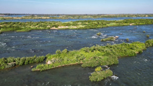 Au Cambodge, les derniers dauphins de l'Irrawaddy luttent pour leur survie