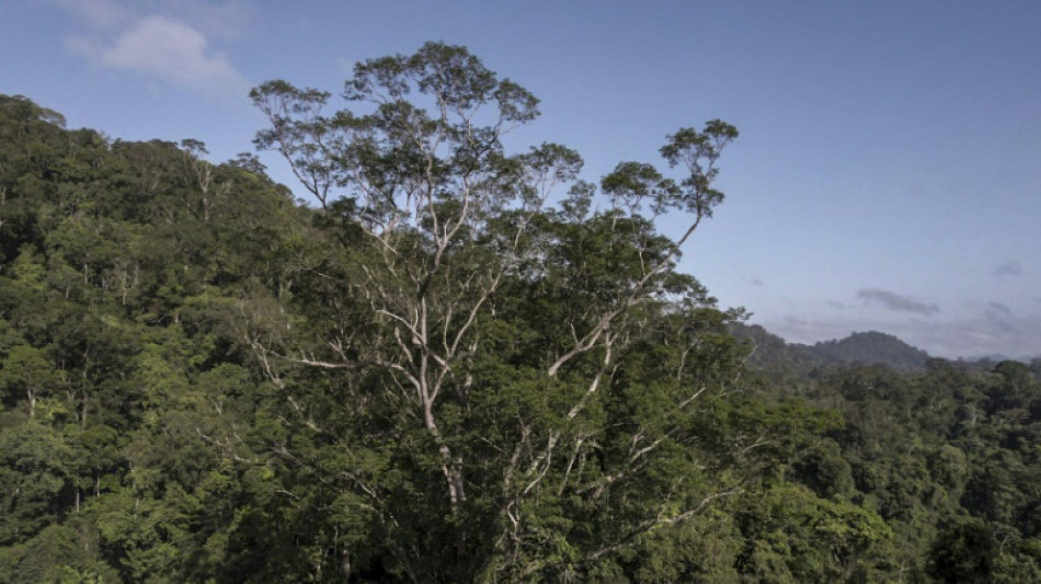 Científicos llegan en Brasil al árbol más alto de la Amazonía