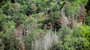 France: une large part des forêts de montagne et de Corse menacées par le changement climatique (UICN)