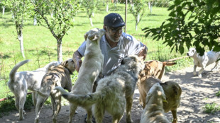 Adoção se torna a solução para acabar com os cães de rua no Kosovo