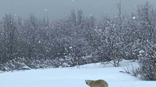 Eisbär im Süden Kanadas gesichtet