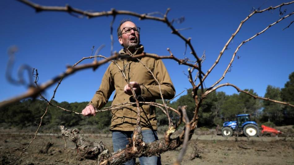 Sécheresse, surproduction: les vignerons audois arrachent leurs vignes la mort dans l'âme