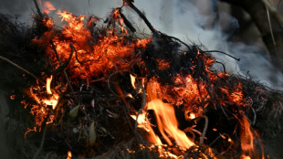 Invasive vegetation stoking fierce Bogota fires